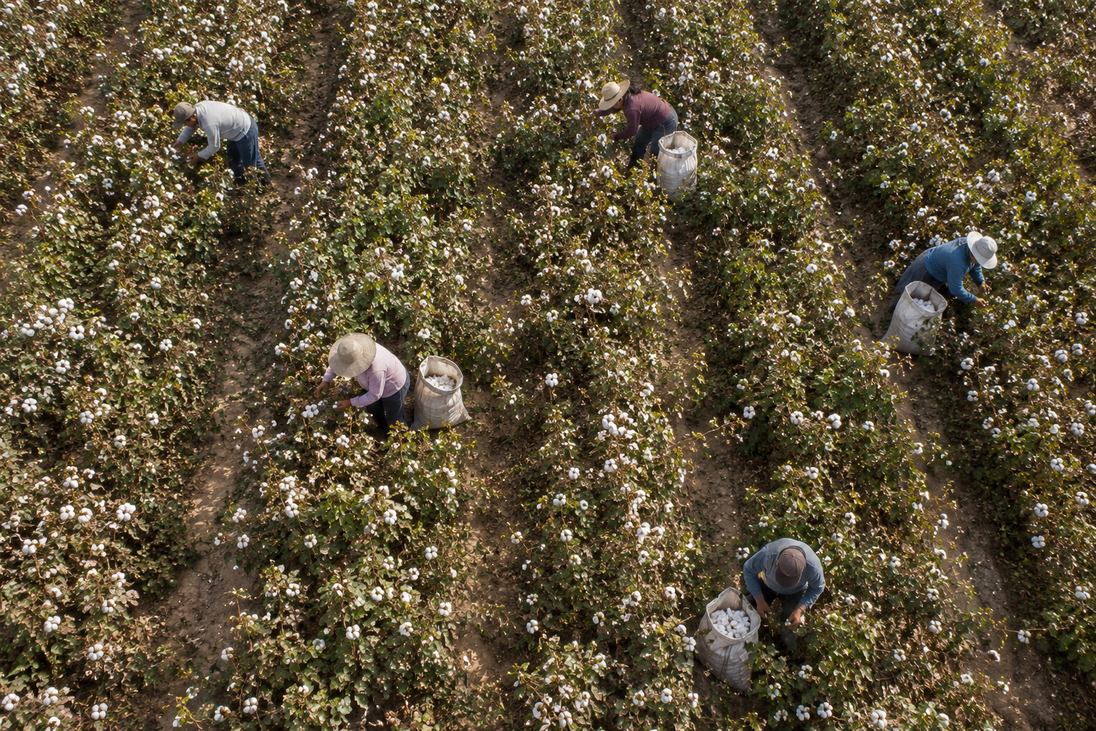 Cosecha de algodón en Perú
